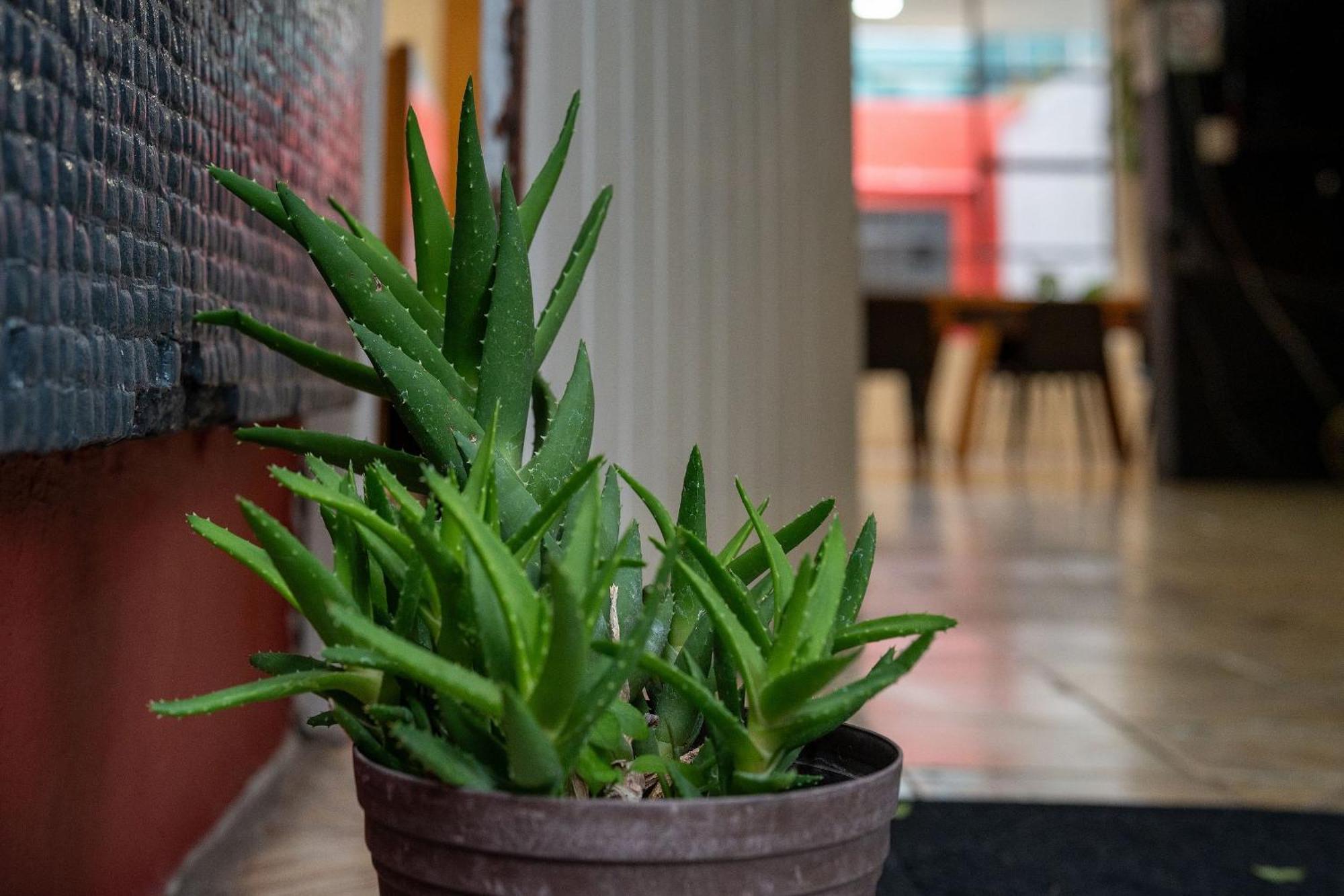Habitaciones Privadas Con Bano Propio En Una Zona Segura Y Centrica De Guadalajara. Extérieur photo